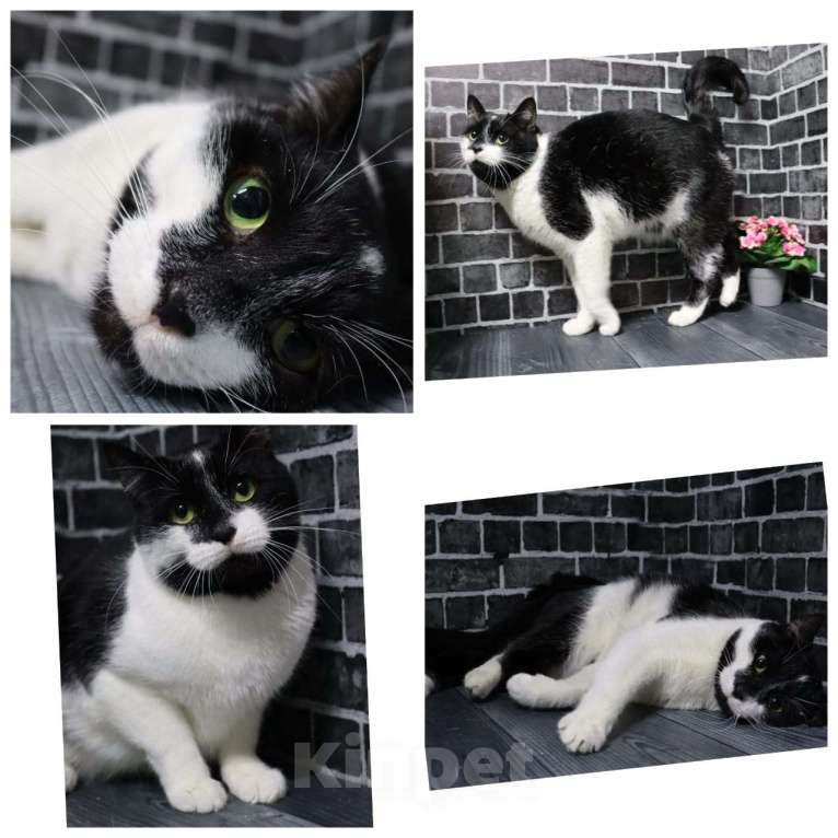 Кошки в Москве: Привет, я Том Мальчик, Бесплатно - фото 1