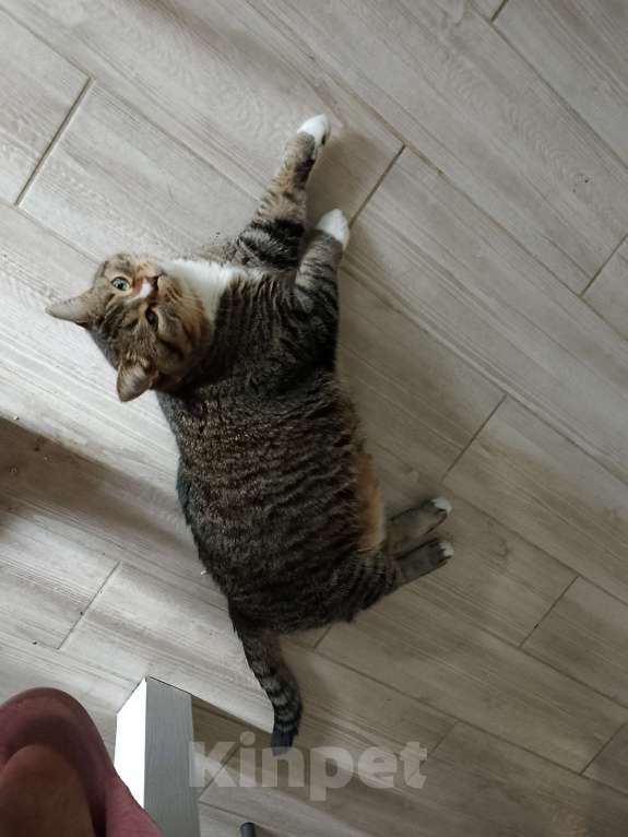 Кошки в других городах Калужской области: Потерялся кот Гена Мальчик, 1 руб. - фото 7