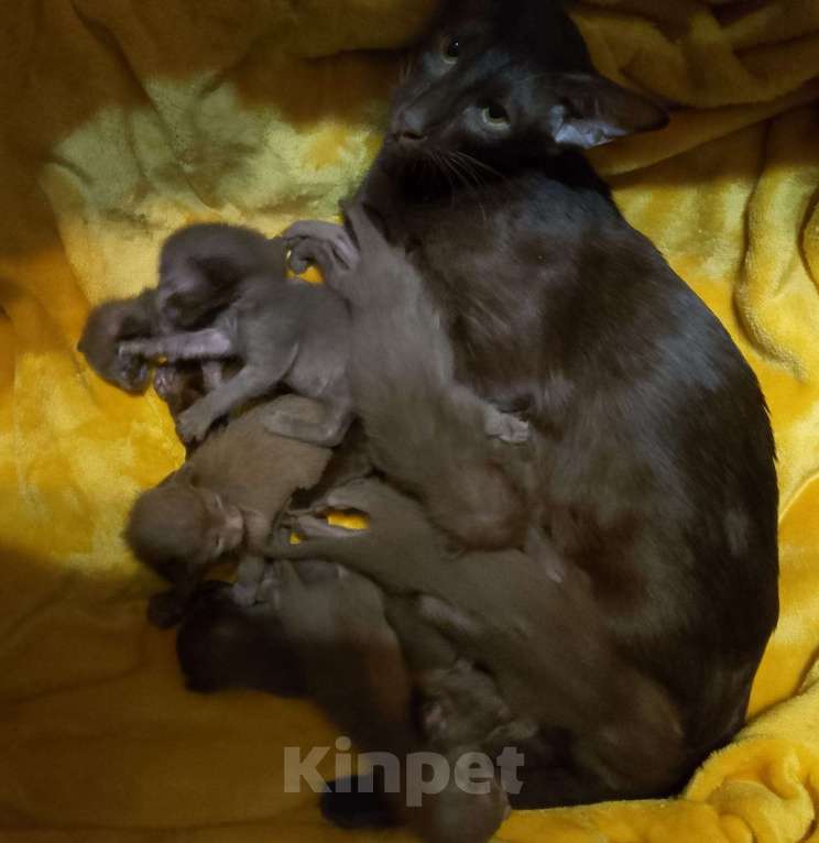 Кошки в Москве: Ориентальные котята  Мальчик, 45 000 руб. - фото 4