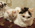 Кошки в Ижевске: Котенок Карамелька и её сестренки Девочка, Бесплатно - фото 3