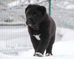 Собаки в Москве: Черный кобель сао Мальчик, Бесплатно - фото 1