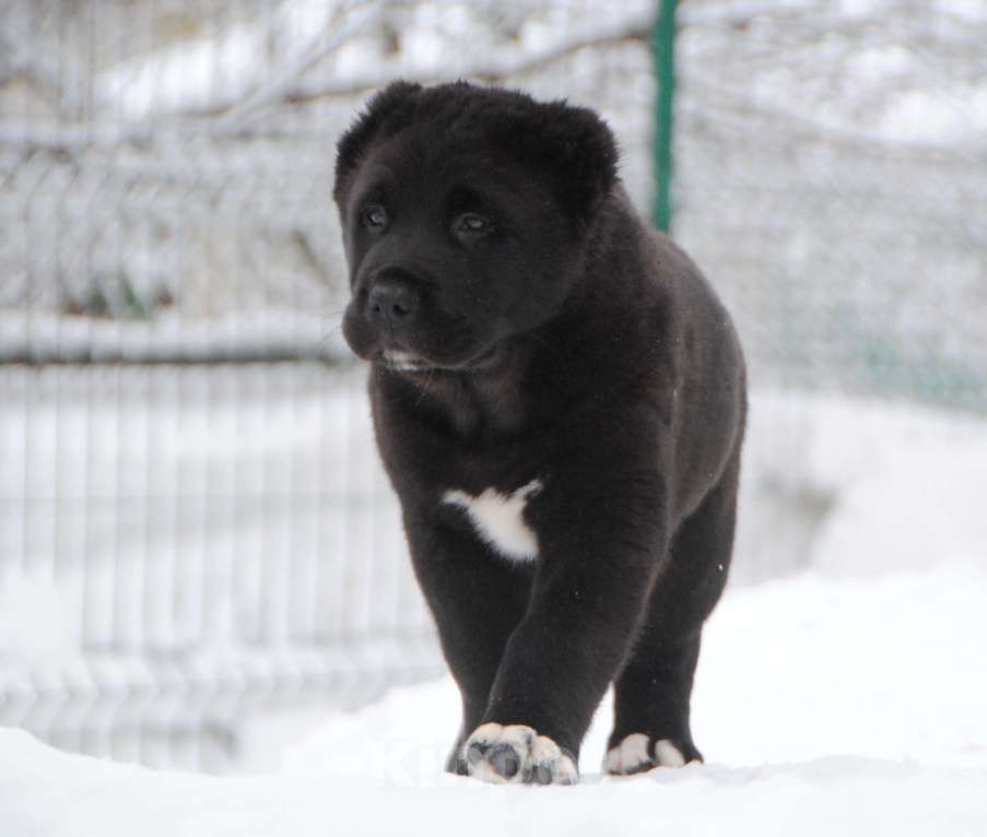 Собаки в Москве: Черный кобель сао Мальчик, Бесплатно - фото 1