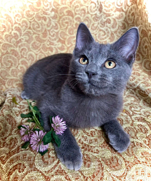 Кошки в Москве: Голубой котенок в добрые руки Мальчик, Бесплатно - фото 3