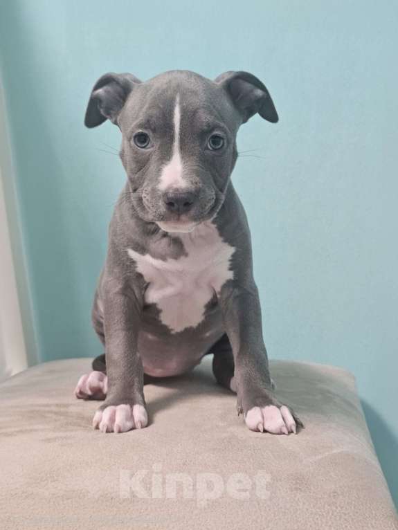 Собаки в Ивантеевке: Щенки Американский Стафаршиский Терьер  Девочка, 60 000 руб. - фото 4