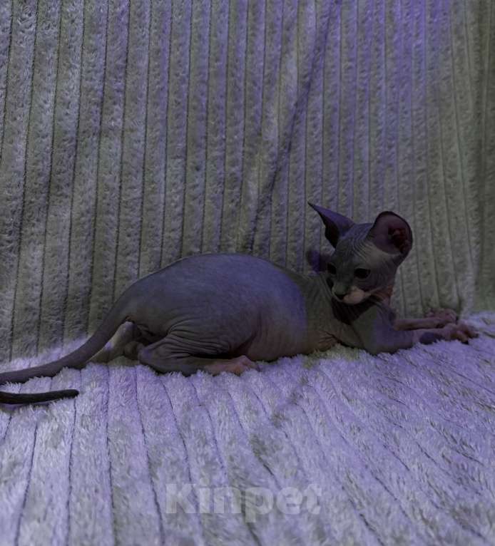 Кошки в других городах Московской области: Канадский сфинкс котенок девочка Девочка, 25 000 руб. - фото 4