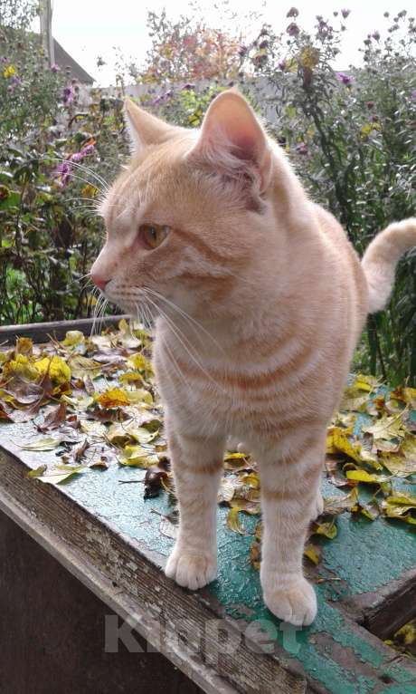 Кошки в Брянске: Кот Мальчик, Бесплатно - фото 4