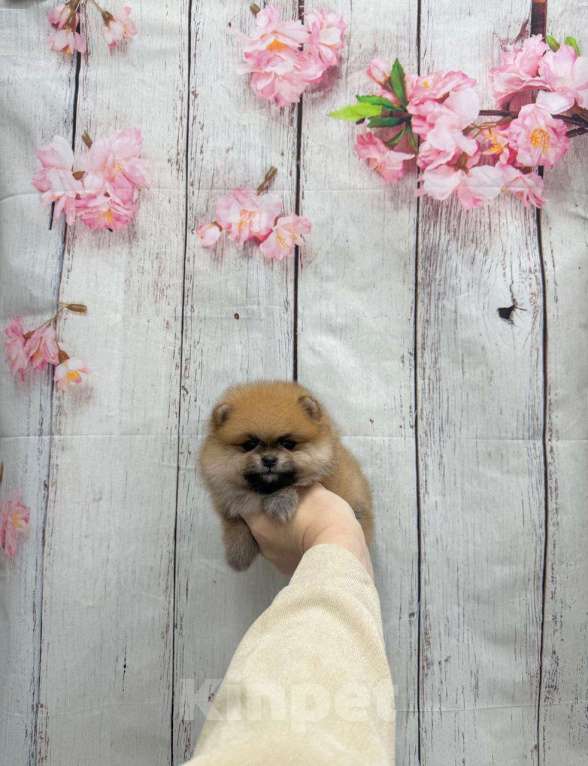 Собаки в Москве: Великолепный мальчик Мальчик, 30 000 руб. - фото 1