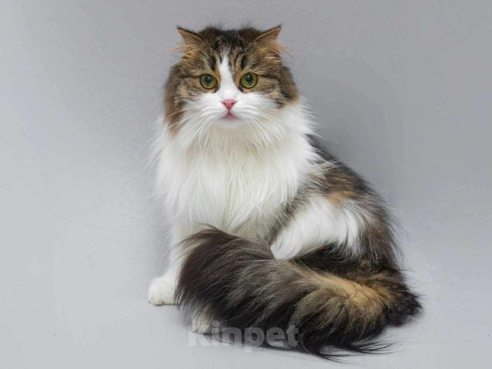 Кошки в Москве: Нежная ласковая кошечка Миу в добрые руки Девочка, Бесплатно - фото 1