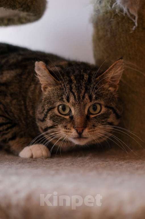 Кошки в Санкт-Петербурге: Говорун из приюта в добрые руки Мальчик, Бесплатно - фото 1