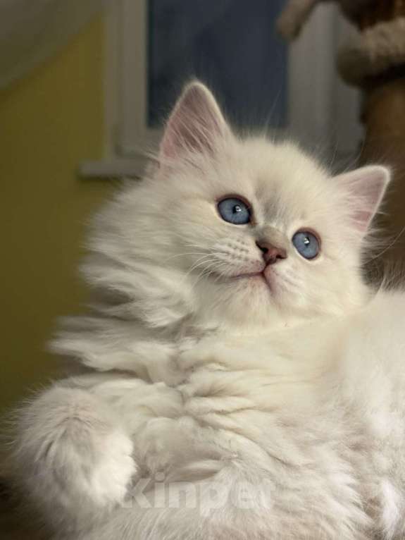 Кошки в Москве: Котенок невской маскарадной Девочка, Бесплатно - фото 1