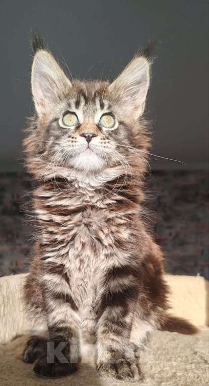 Кошки в Череповце: Чистопородный Мейн Кун Девочка, 30 000 руб. - фото 5