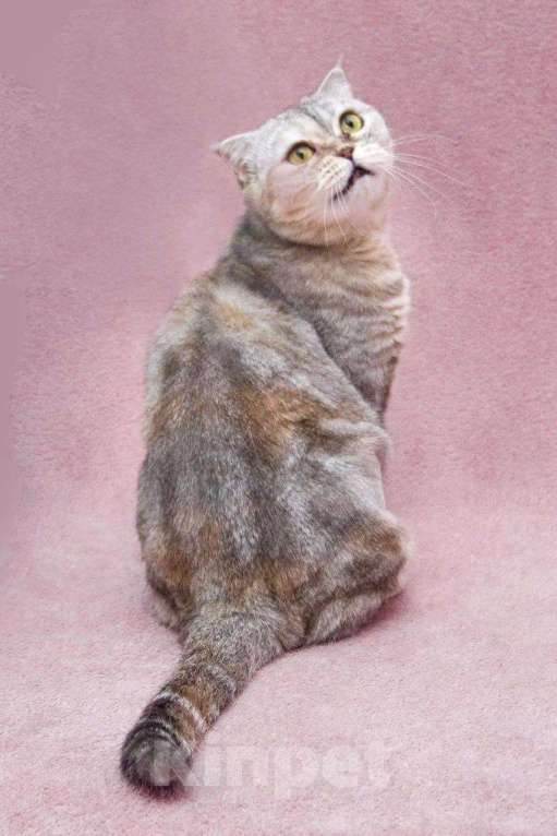 Кошки в Москве: Уютная плюшевая кошечка Эмма в добрые руки Девочка, Бесплатно - фото 2