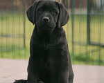 Собаки в Санкт-Петербурге: Щенок Лабрадора девочка  Девочка, 90 000 руб. - фото 2