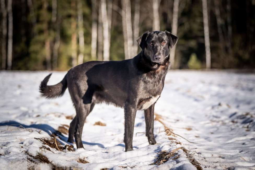 Собаки в Клине: Гуччи — грациозный и задорный пёс Мальчик, Бесплатно - фото 5