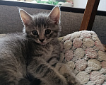 Кошки в Санкт-Петербурге: Котенок Девочка, Бесплатно - фото 2