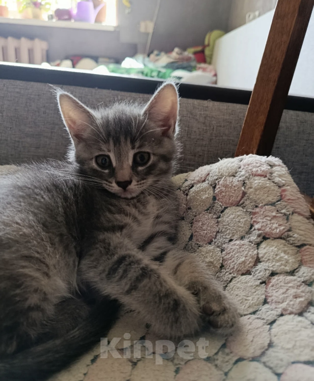 Кошки в Санкт-Петербурге: Котенок Девочка, Бесплатно - фото 2