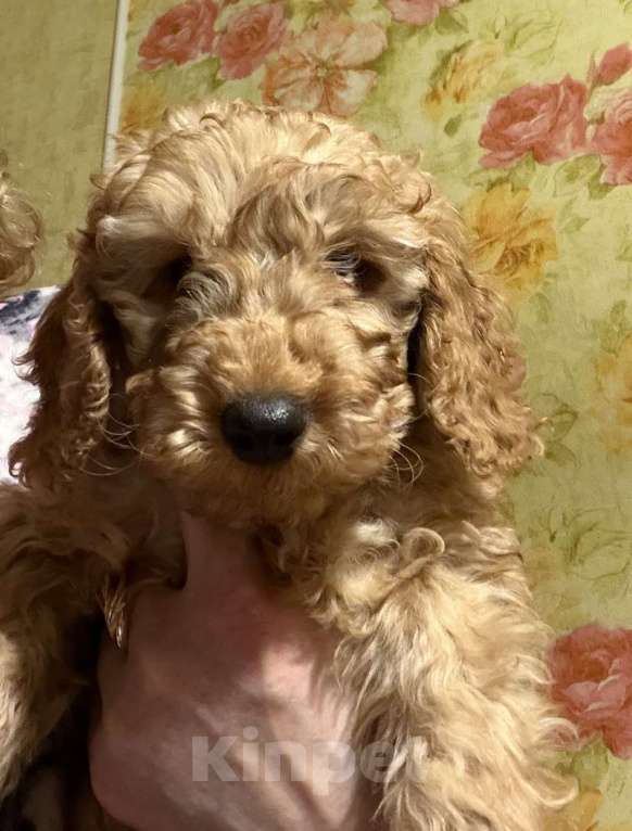 Собаки в Балашихе: Малый пудель, мальчики Мальчик, 40 000 руб. - фото 2