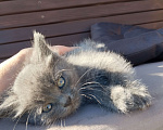 Кошки в Брянске:  Котенок девочка Девочка, Бесплатно - фото 1