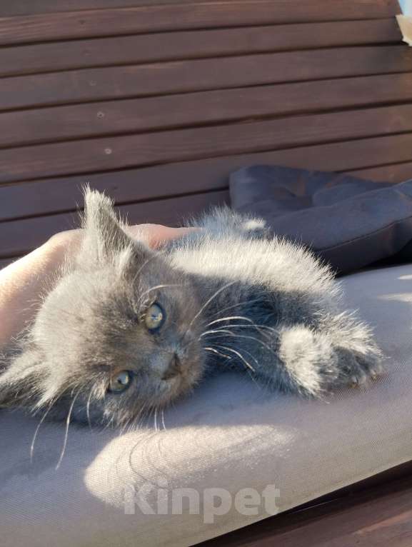 Кошки в Брянске:  Котенок девочка Девочка, Бесплатно - фото 1