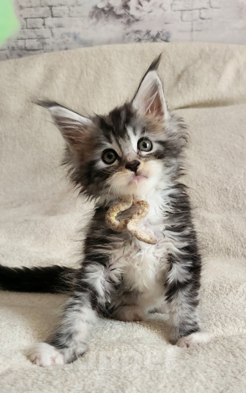 Кошки в Москве: Котята мейн-кун Мальчик, 30 000 руб. - фото 6