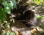 Кошки в Ступино: Котёнок в добрые руки Мальчик, Бесплатно - фото 2