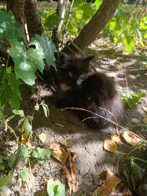 Кошки в Ступино: Котёнок в добрые руки Мальчик, Бесплатно - фото 2
