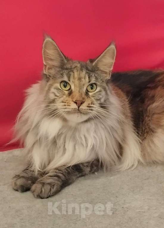 Кошки в Барнауле: Кошечка для вас Девочка, 10 000 руб. - фото 1