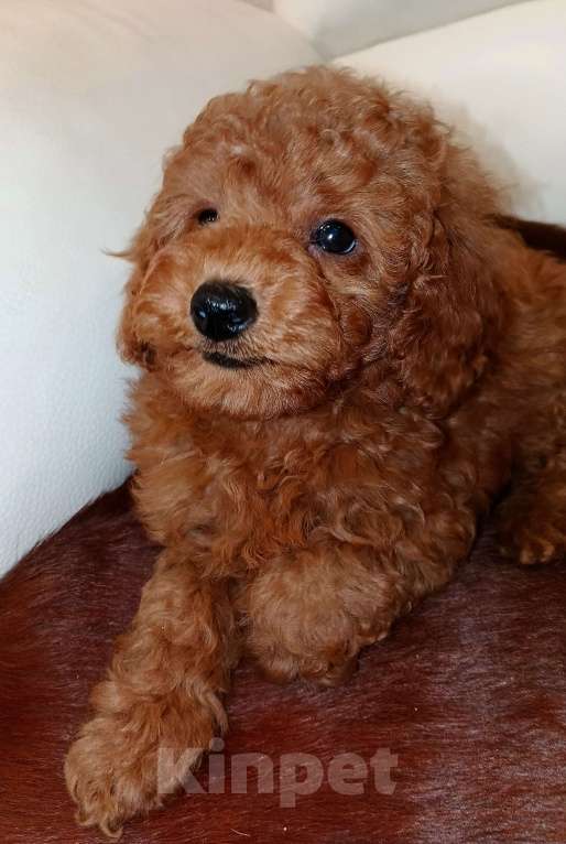 Собаки в Москве: Парень той-пудель РКФ. Мальчик, 100 000 руб. - фото 7