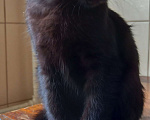 Кошки в Москве: Чёрный котенок Мальчик, 1 руб. - фото 3