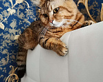 Кошки в Орлове: Вязка, 1 000 руб. - фото 5