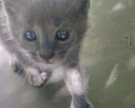 Кошки в Анапе: Котята в добрые руки, 1 руб. - фото 4