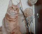 Кошки в Оленегорске: Мейн-кун котик, 15 000 руб. - фото 7
