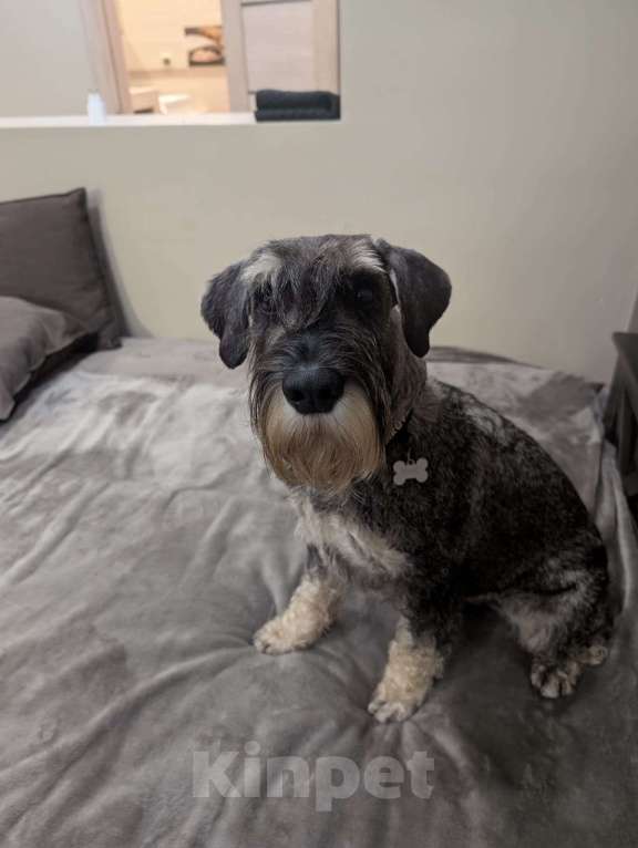 Собаки в Казани: Миттельшнауцер детки  Мальчик, Бесплатно - фото 1