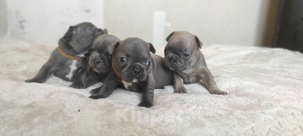 Собаки в Москве: Французкий бульдог Мальчик, Бесплатно - фото 1