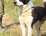 Собаки в Видном: Массандра, 1,5 года Девочка, 1 руб. - фото 7