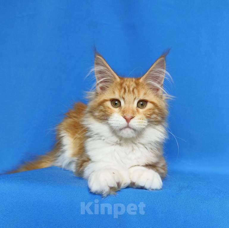 Кошки в Москве: Котенок Мейн-кун полидакт. Девочка  Девочка, 80 000 руб. - фото 7