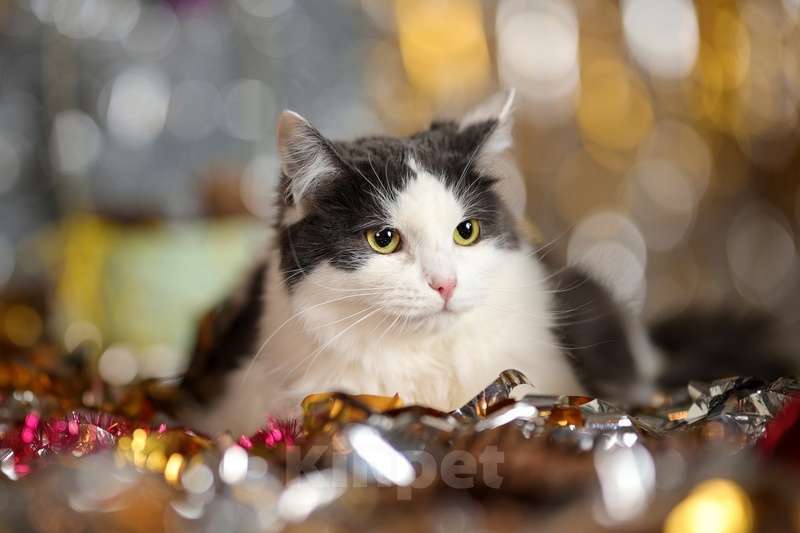 Кошки в Москве: Сибирский молодой ласковый кот Пушок в добрые руки Мальчик, Бесплатно - фото 6