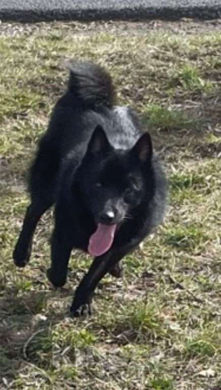 Собаки в Краснодаре: Пропала собака кличка Тео Мальчик, 10 000 руб. - фото 4