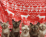 Кошки в Лыткарино: Котята бурма европейская мальчики и девочки Девочка, 40 000 руб. - фото 5