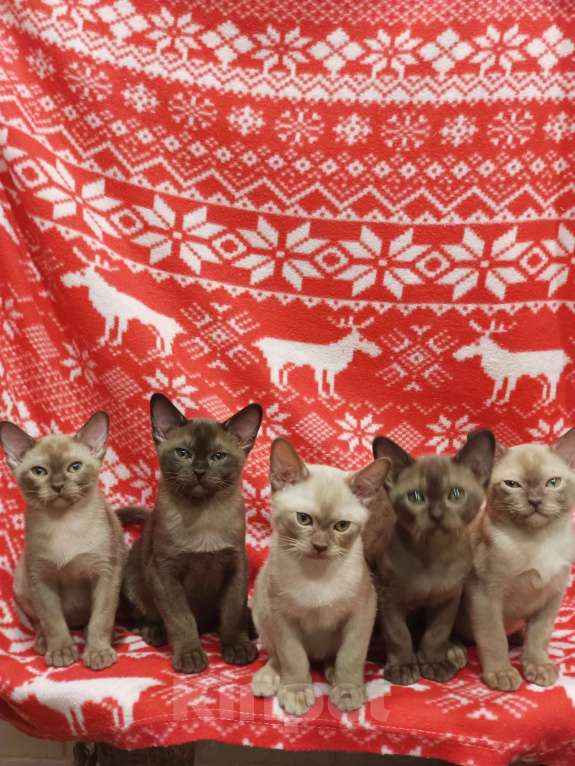 Кошки в Лыткарино: Котята бурма европейская мальчики и девочки Девочка, 40 000 руб. - фото 5