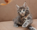 Кошки в Москве: Котенок мейн-кун Девочка, 55 000 руб. - фото 4