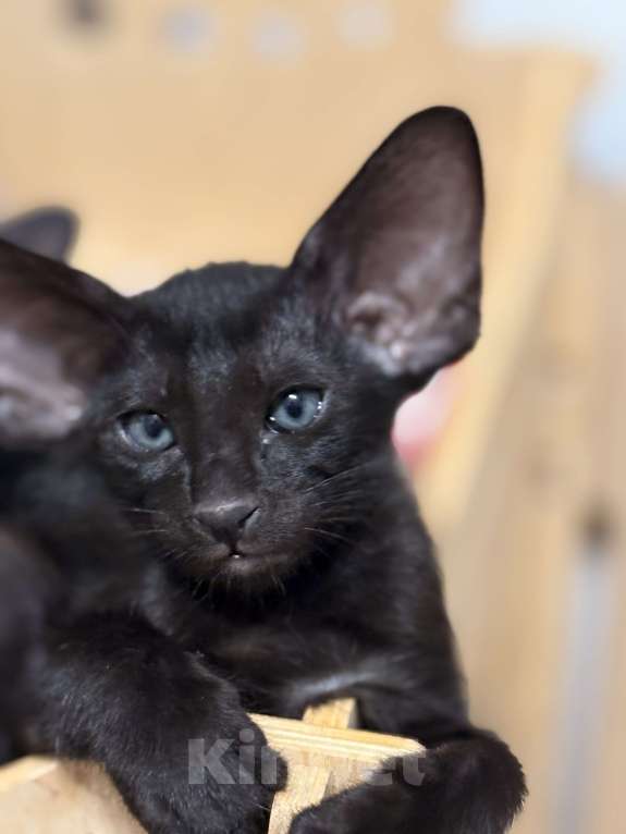 Кошки в Воткинске: Ориентальный котенок Мальчик, 55 000 руб. - фото 1