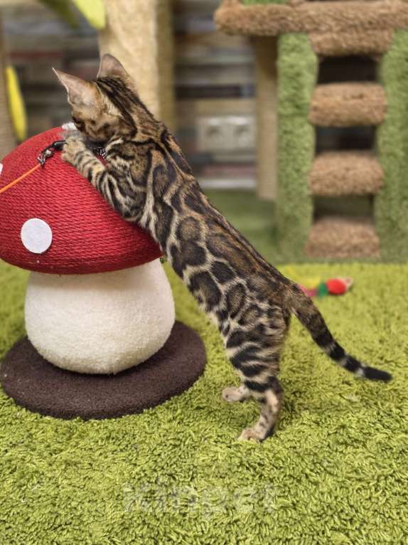 Кошки в Москве: Fluffy Benjoy Девочка, 85 000 руб. - фото 8