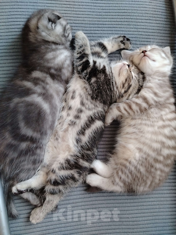 Кошки в Москве: Шотландская прямоухая девочка Девочка, 20 000 руб. - фото 7