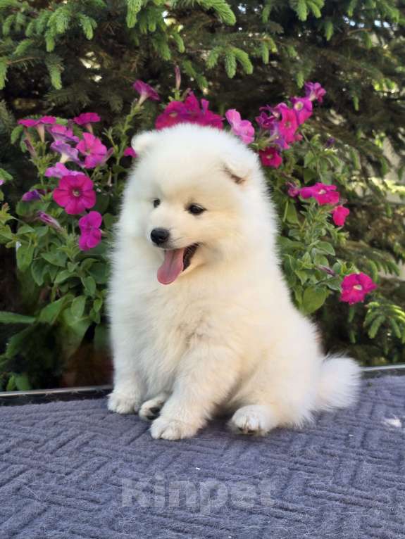 Собаки в Сергиеве Посаде: Предлагаем мальчика Японского шпица Мальчик, 60 000 руб. - фото 2