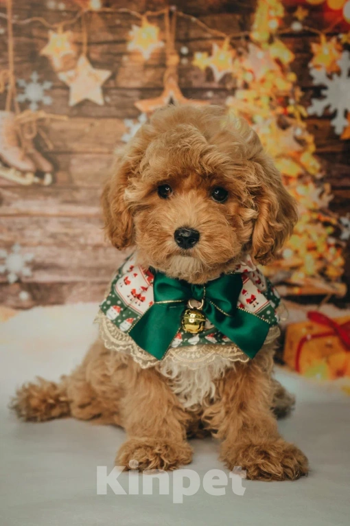 Собаки в Пушкино: Мальтипу девочка ф1 Девочка, 150 000 руб. - фото 1