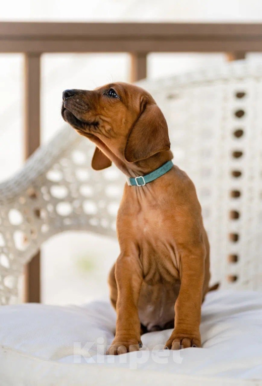 Собаки в Москве: Родезийский риджбек Девочка, 60 000 руб. - фото 2