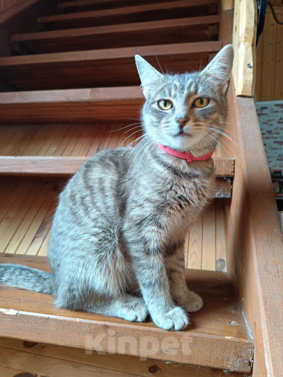 Кошки в Наро-Фоминске: Котёнок в добрые руки Девочка, Бесплатно - фото 4
