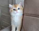 Кошки в Хабаровске: Британский котёнок золотая шиншилла ny 12 Мальчик, 55 000 руб. - фото 4