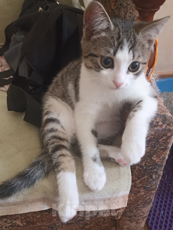 Кошки в других городах Краснодарского края: Котенок в добрые руки Мальчик, 500 руб. - фото 1